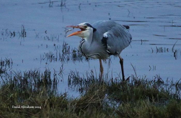 Grey Heron 