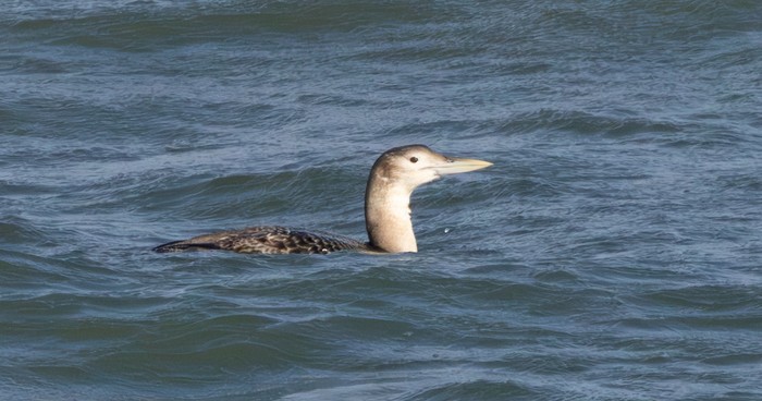 White-billed Diver