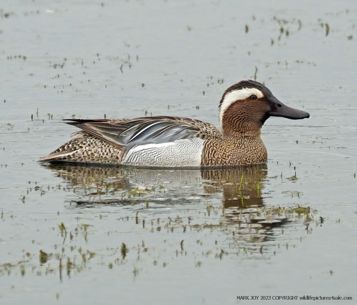 Garganey
