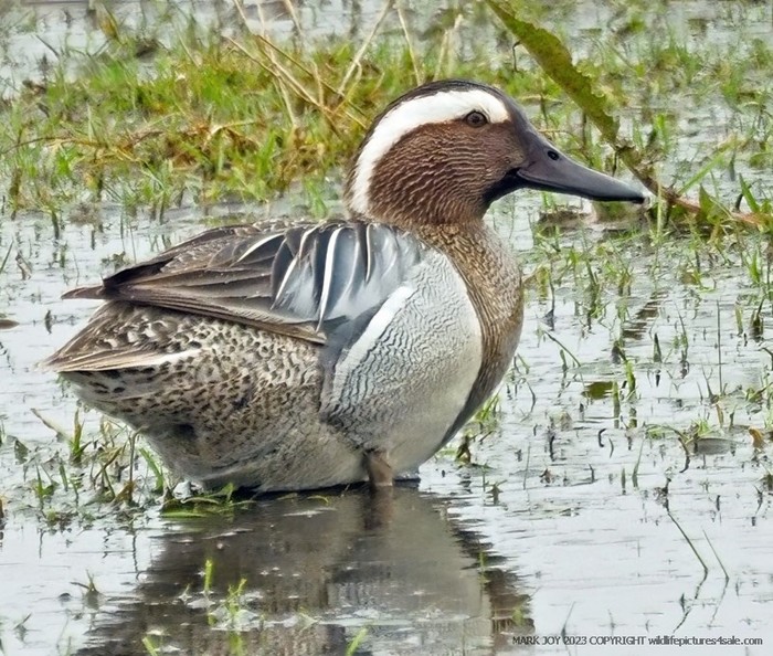 Garganey