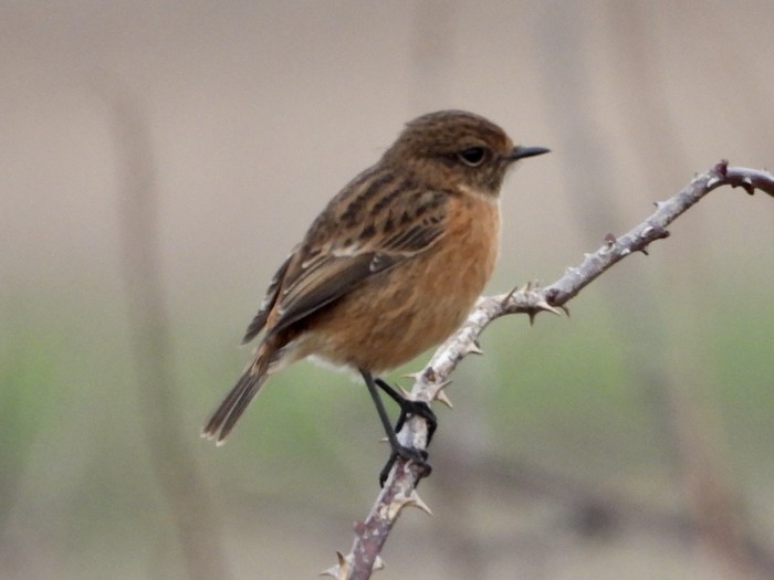 Stonechat