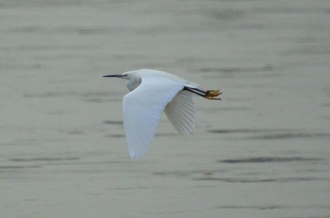 Little Egret