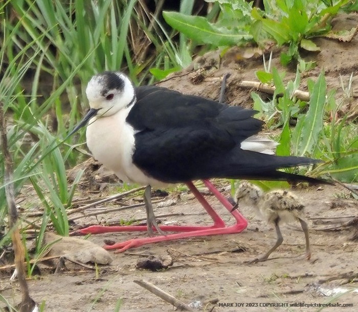 Black-winged Stilt