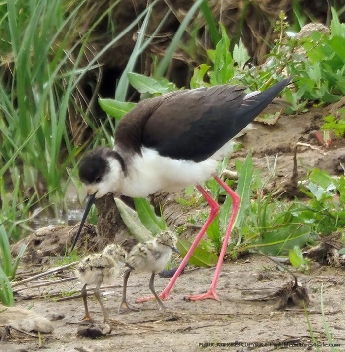 Black-winged Stilt