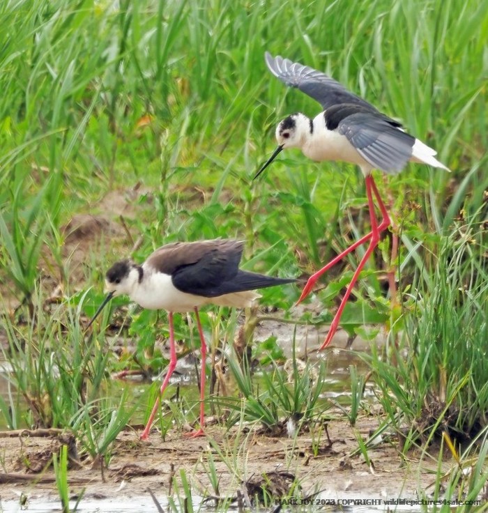 Black-winged Stilt
