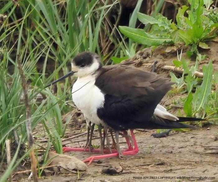 Black-winged Stilt