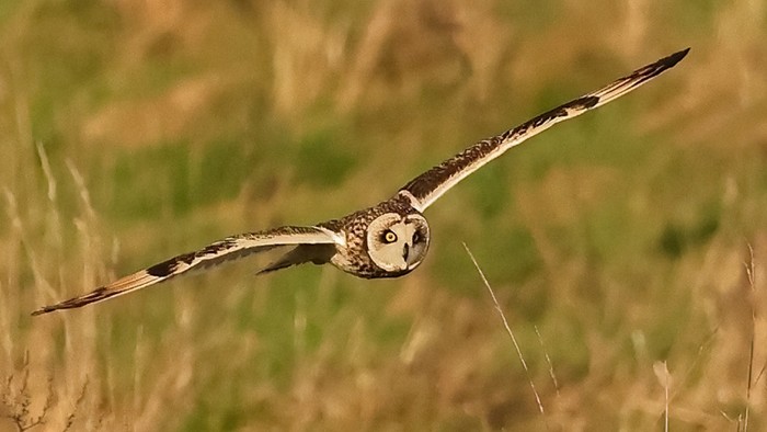 Short-eared Owl