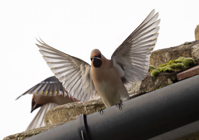 Waxwing