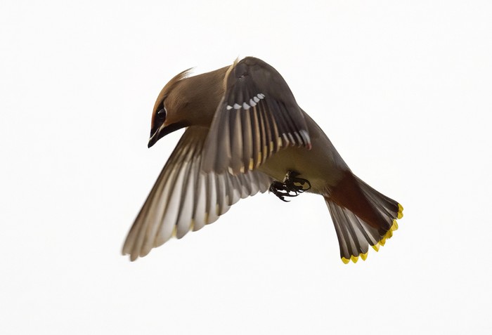 Waxwing