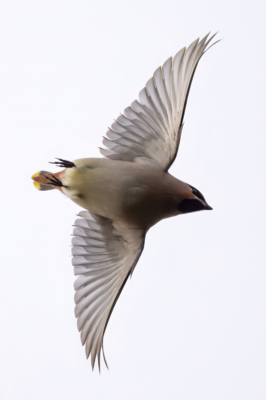 Waxwing