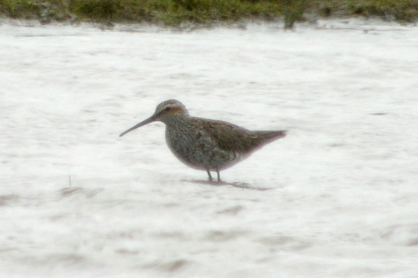 Stilt Sandpiper