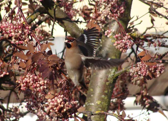 Waxwing
