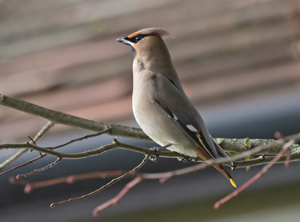 Waxwing