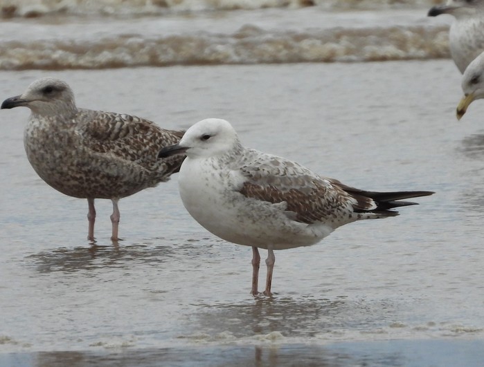 Caspian Gull