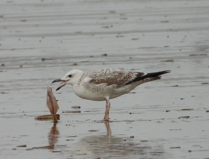 Caspian Gull
