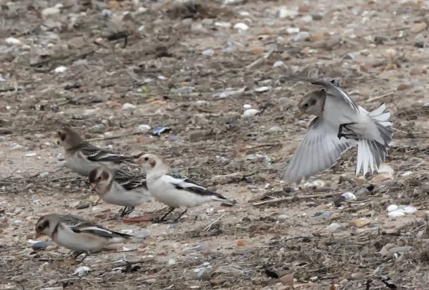 Snow Bunting