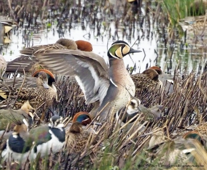 Baikal Teal