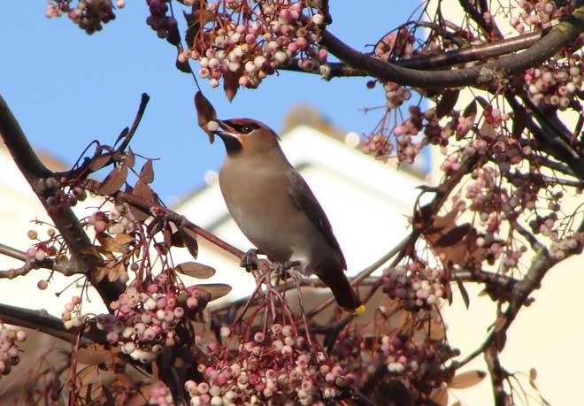 Waxwing