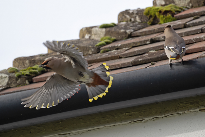 Waxwing