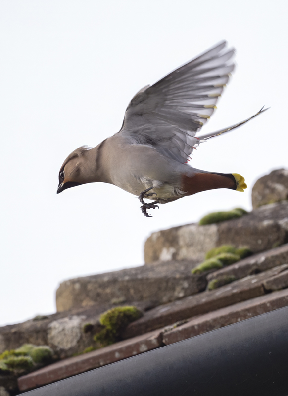 Waxwing