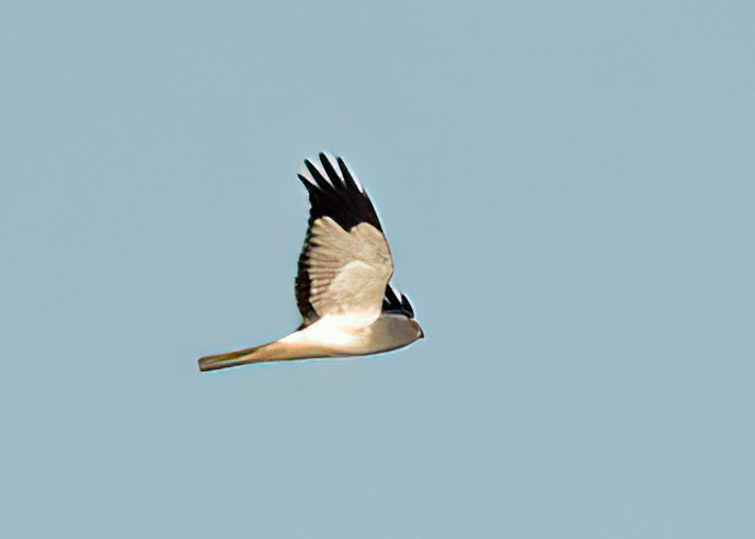 Hen Harrier
