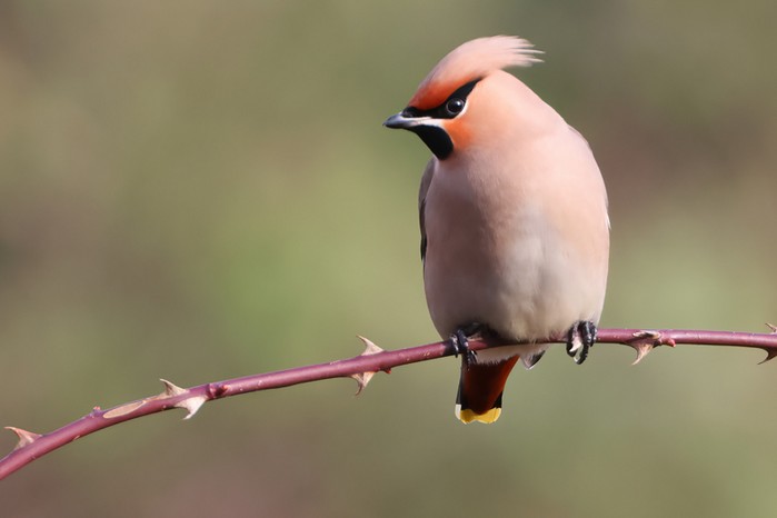 Waxwing