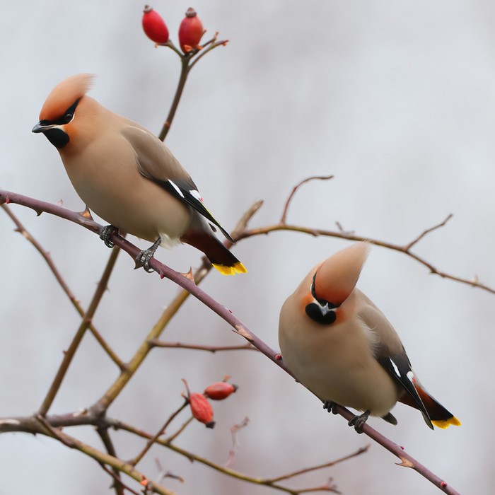 Waxwings