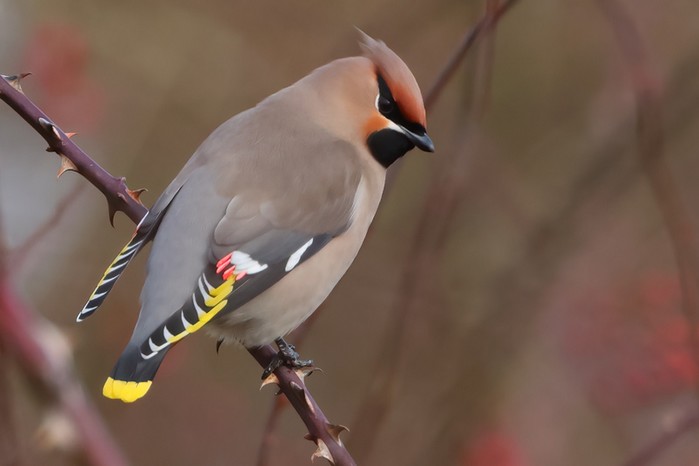 Waxwing