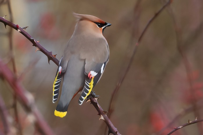 Waxwing