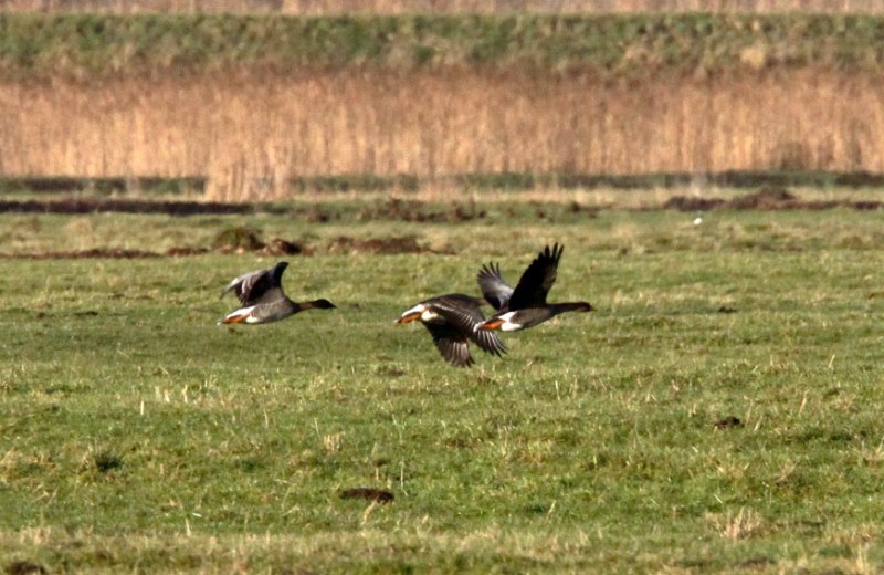 Taiga Bean Goose