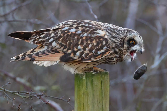 Short-eared Owl