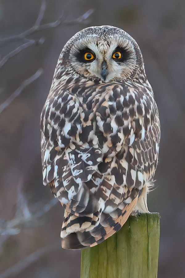 Short-eared Owl
