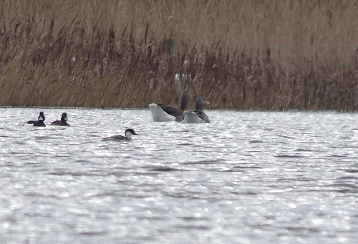 Smew