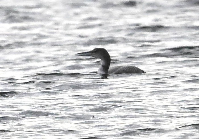 Great Northern Diver