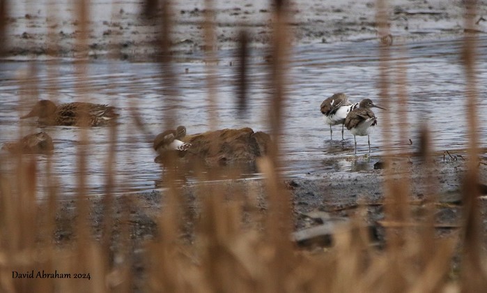 Green Sandpiper