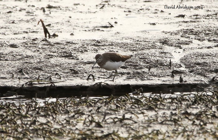 Green Sandpiper 