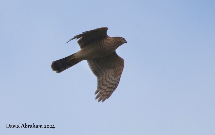 Sparrowhawk 