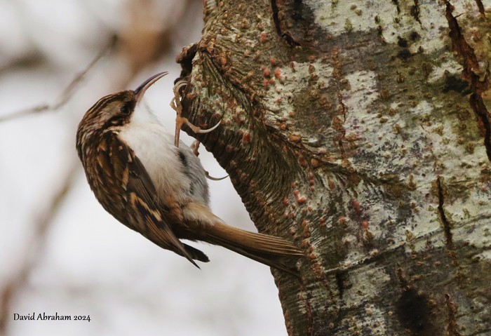 Treecreeper 