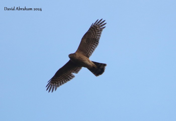 Sparrowhawk 