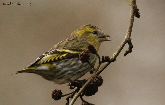 Siskin 