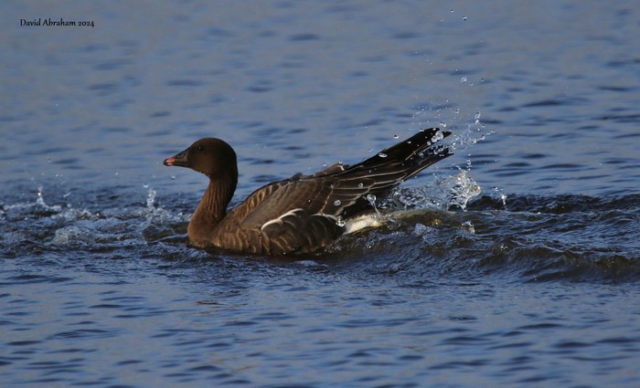 Pink-footed Goose