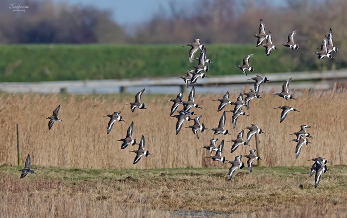 Ruff and Black-tailed Godwits