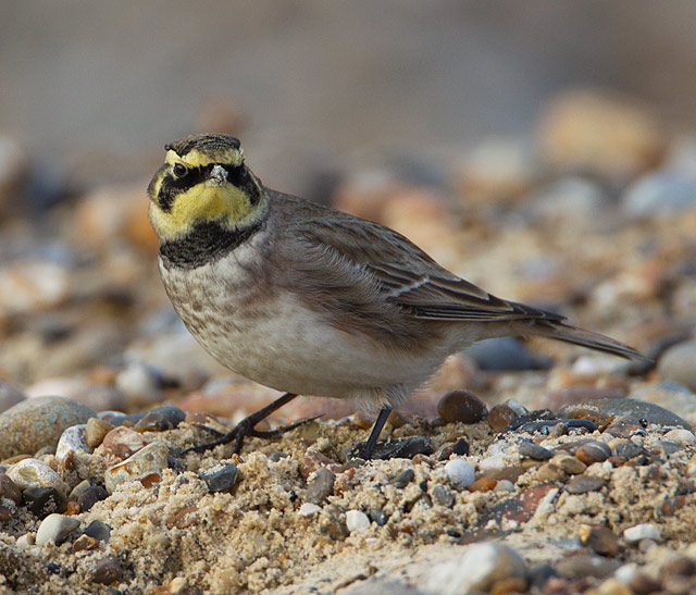 Shorelark