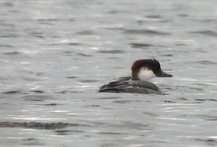 Smew