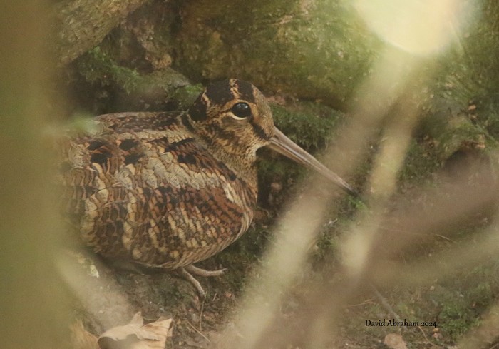 Woodcock 
