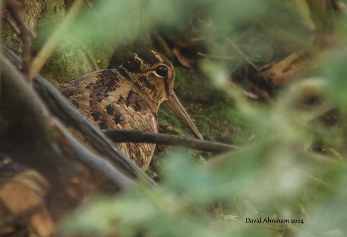 Woodcock 