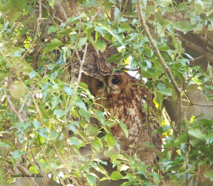 Tawny Owl 