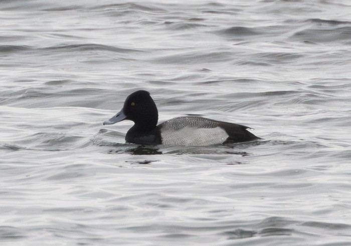 Lesser Scaup