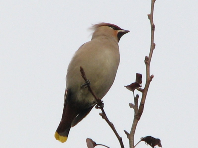 Waxwing