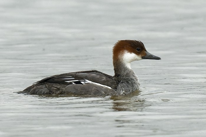 Smew